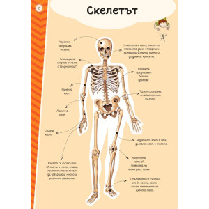 Атлас на човешкото тяло (включва стикери + плакат)