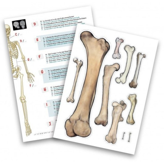 Творчески комплект Buki France - Направи си сам човешки скелет, 45 cm