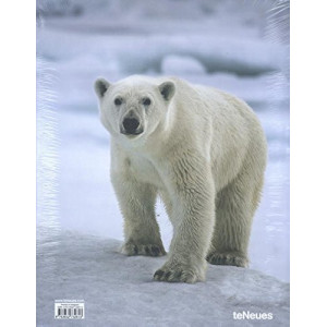 Arctica