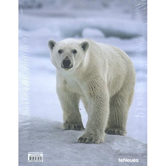 Arctica Arctica