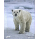 Arctica Arctica