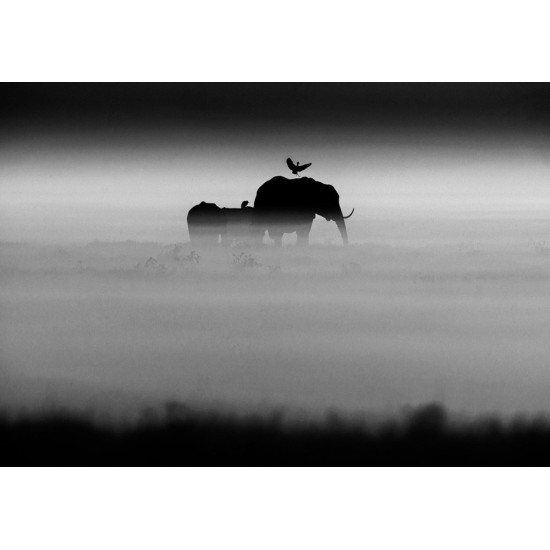 The Family Album of Wild Africa The Family Album of Wild Africa