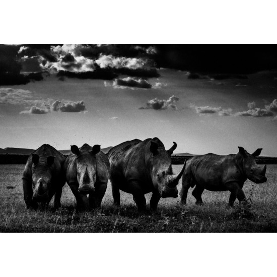 The Family Album of Wild Africa The Family Album of Wild Africa