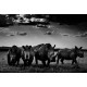 The Family Album of Wild Africa The Family Album of Wild Africa