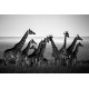 The Family Album of Wild Africa The Family Album of Wild Africa