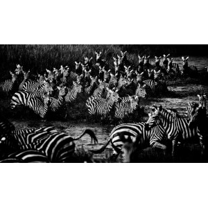 The Family Album of Wild Africa