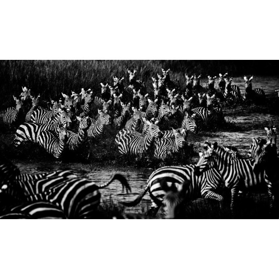 The Family Album of Wild Africa The Family Album of Wild Africa