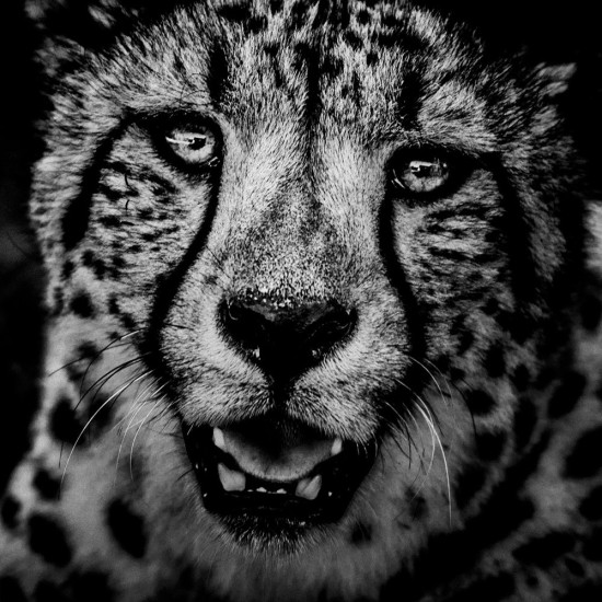 The Family Album of Wild Africa The Family Album of Wild Africa
