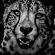 The Family Album of Wild Africa The Family Album of Wild Africa