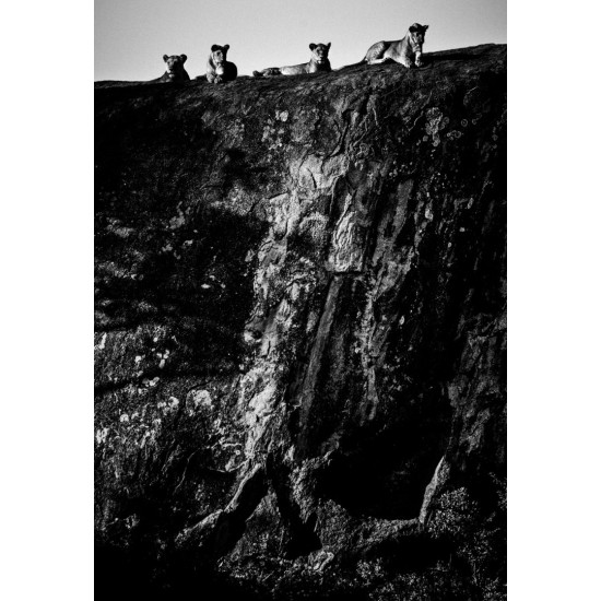 The Family Album of Wild Africa The Family Album of Wild Africa