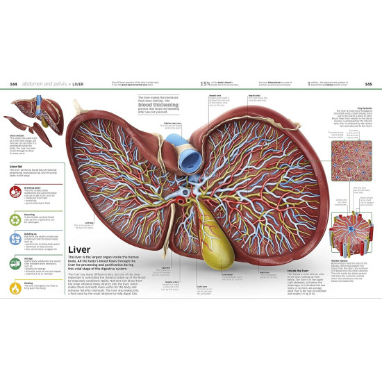 Knowledge Encyclopedia Human Body! Knowledge Encyclopedia Human Body!