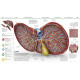 Knowledge Encyclopedia Human Body! Knowledge Encyclopedia Human Body!