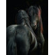 Horses