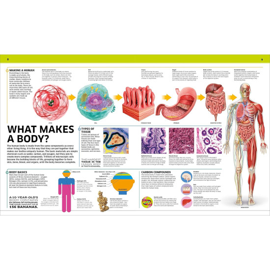 Knowledge Encyclopedia Human Body! Knowledge Encyclopedia Human Body!