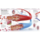 Knowledge Encyclopedia Human Body! Knowledge Encyclopedia Human Body!