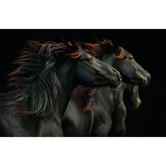 Horses