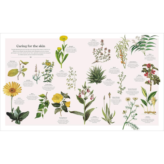 The Herb Book: The Stories, Science, and History of Herbs