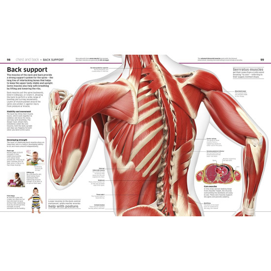 Knowledge Encyclopedia Human Body! Knowledge Encyclopedia Human Body!