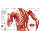 Knowledge Encyclopedia Human Body! Knowledge Encyclopedia Human Body!