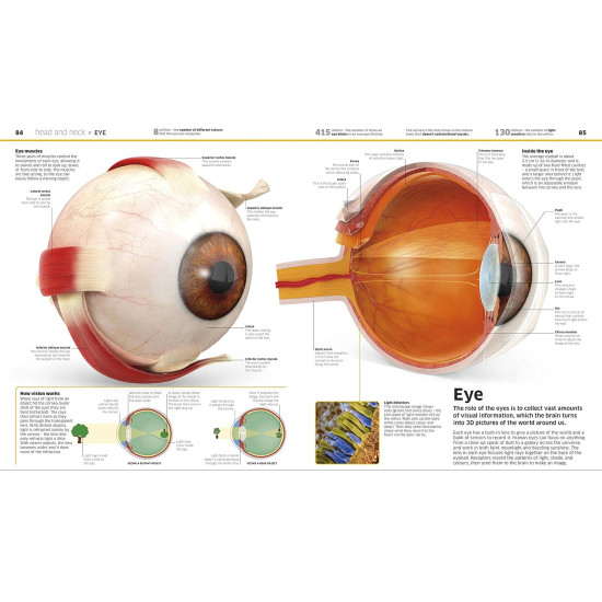Knowledge Encyclopedia Human Body! Knowledge Encyclopedia Human Body!