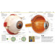 Knowledge Encyclopedia Human Body! Knowledge Encyclopedia Human Body!