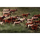 Horses