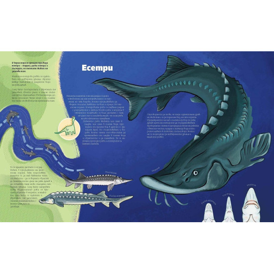 Черно море Черно море