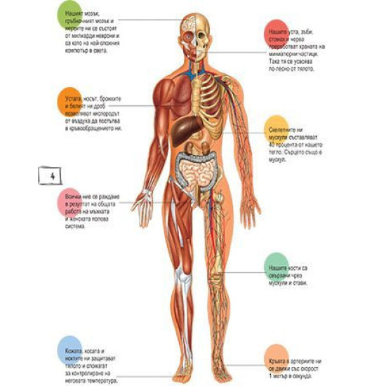 Детска енциклопедия: Човешкото тяло