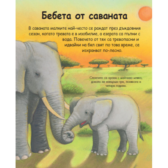 Енциклопедия за най-малките: Бебетата на животните