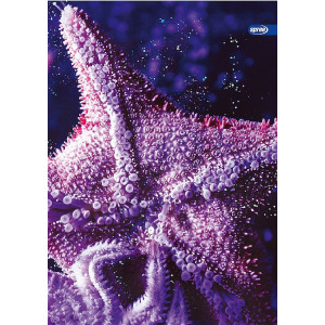 Тетрадка Spree Neon Ocean - А4, 42 листа, широки редове, асортимент
