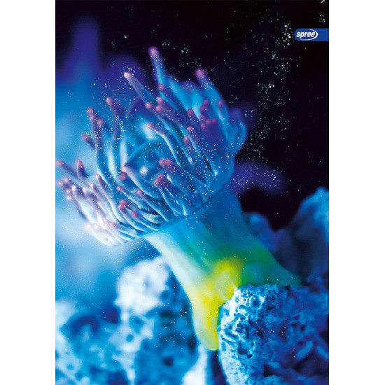 Тетрадка Spree Neon Ocean - А4, 42 листа, широки редове, асортимент