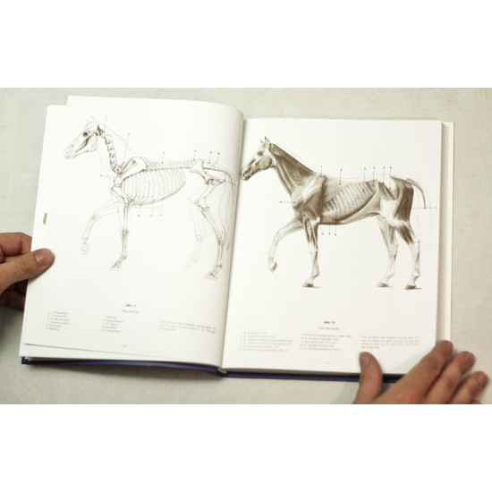 Anatomy Drawing School - Animal Anatomy